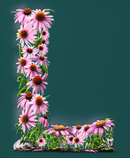 Teaser: the letter L made of pink flowers